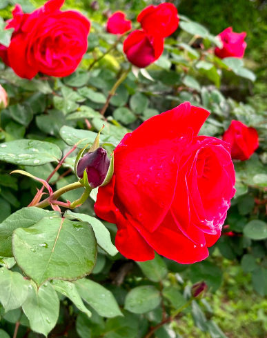 小山ジャネット愛子が撮影したバラ