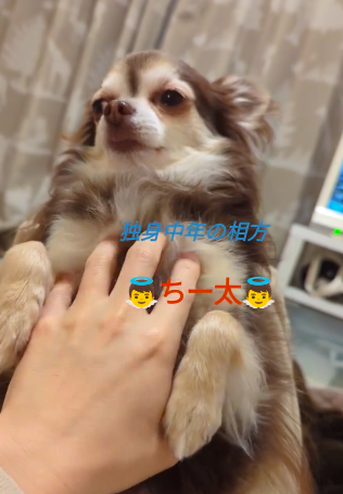 「独身中年の相方 ちー太」と表記のある動画