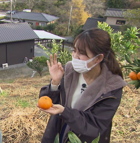 みかん畑で取材する古賀ひかる
